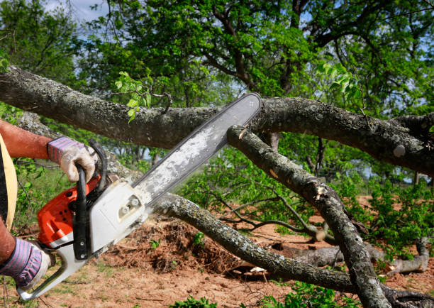 Tree Root Removal in Delcambre, LA